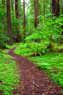 Avenue of the Giants-7089.jpg Avenue of the Giants-7089.jpg